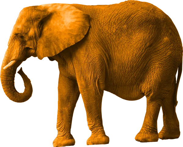 Elephant in the room